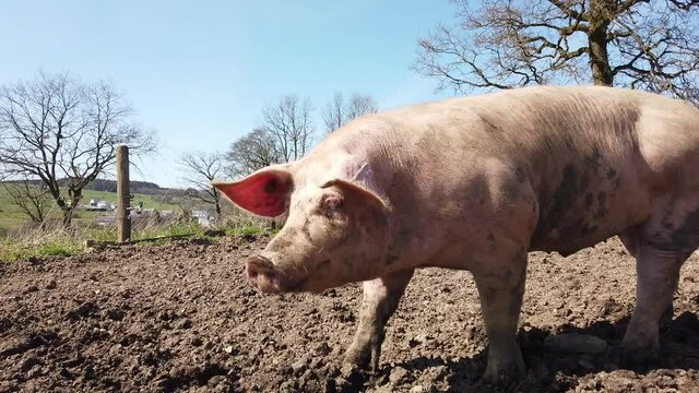 Agriculture porcs cochon elevage viande bio plein air Wallonie Belgique