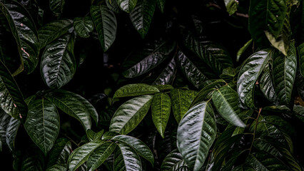 Naklejka na ściany i meble abstract stripes of green foliage background, details of tropical leaf,dark green foliage nature background, tropical leaf