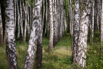 Naklejka premium landscape of birch grove