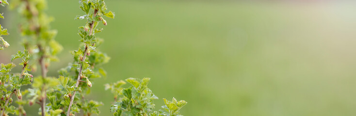 Young leaves and flowers of gooseberry on natural green background banner.