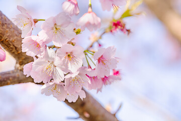 ピンク色の花びらが綺麗な桜の花