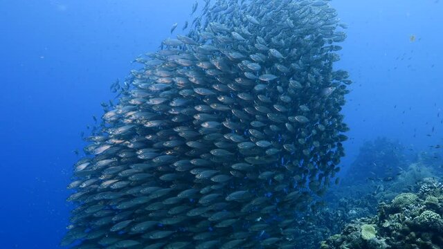 Bait ball, school of fish in turquoise water of coral reef in Caribbean Sea, Curacao
