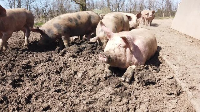 Agriculture porcs cochon elevage viande bio plein air Wallonie Belgique