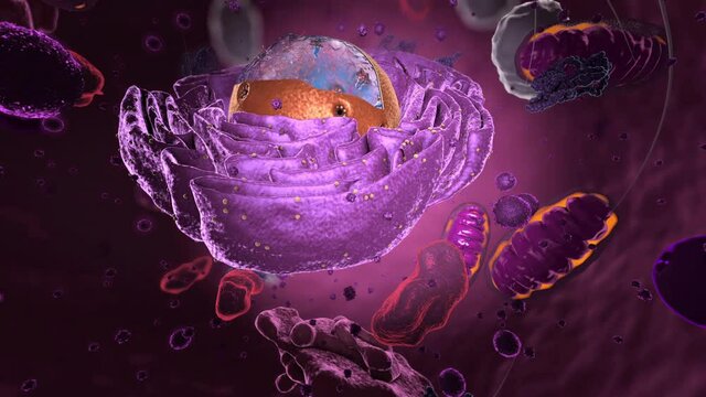 Flight through an Eukaryote, showing organelles - 3d illustration