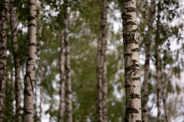 Fototapeta premium landscape of birch grove