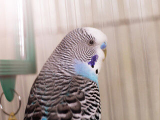 Obraz premium Blue Budgerigar so close, a bird