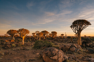 Namibia. The Quiver Tree Forest is located about 14 km northeast of Kitmanshoop, on the way to the...