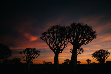 Fototapeta premium Namibia. The Quiver Tree Forest is located about 14 km northeast of Kitmanshoop, on the way to the small village of Koes in southern Namibia