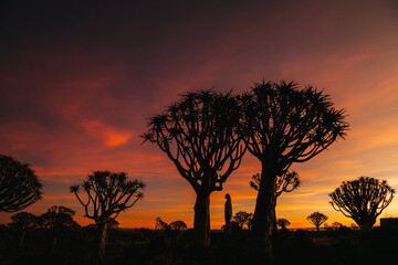 Namibia. The Quiver Tree Forest is located about 14 km northeast of Kitmanshoop, on the way to the...