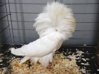 A Jacobin pigeon, a domesticated breed of pigeon originating in Asia inside a cage at an agriculture exhibit.