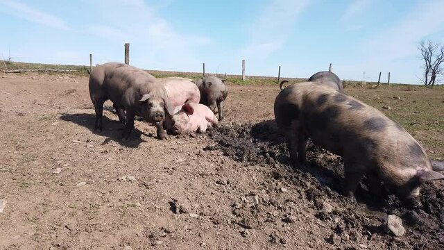 Agriculture porcs cochon elevage viande bio plein air Wallonie Belgique
