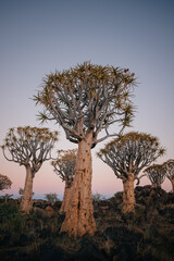 Fototapeta premium Namibia. The Quiver Tree Forest is located about 14 km northeast of Kitmanshoop, on the way to the small village of Koes in southern Namibia