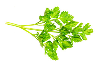 green parsley leaves on a white isolated background