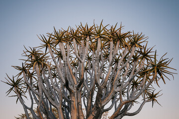 Namibia. The Quiver Tree Forest is located about 14 km northeast of Kitmanshoop, on the way to the...