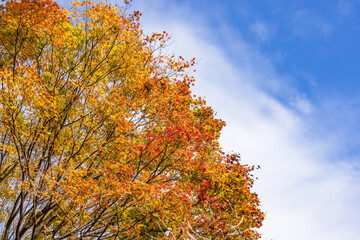 太陽の光を浴びる紅葉した楓