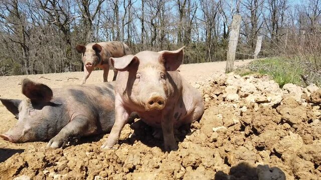 Agriculture porcs cochon elevage viande bio plein air Wallonie Belgique