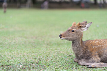 奈良の鹿