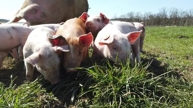 Agriculture porcs cochon elevage viande bio plein air Wallonie Belgique