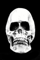 Old human white skull including teeth. This is a human skull. Finding a human skeleton.