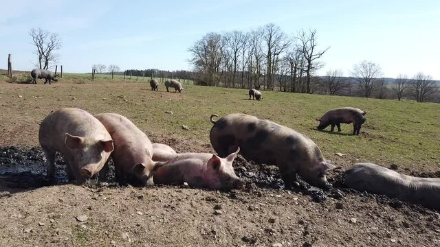 Agriculture porcs cochon elevage viande bio plein air Wallonie Belgique