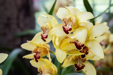 Orchid flower in orchid garden at winter or spring day. Cymbidium Orchidaceae