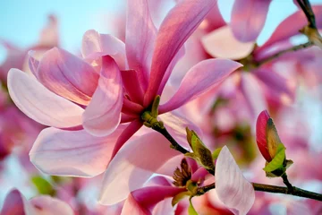 Gordijnen Bright pink magnolia flowers close-up. Floral spring background. © Ann Stryzhekin