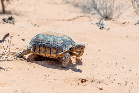 Desert Tortoise, Gopherus Agassizii, In The Sandy Nevada Desert After Emerging From Its Winter Hibernation Den.