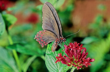Parides iphidamas
