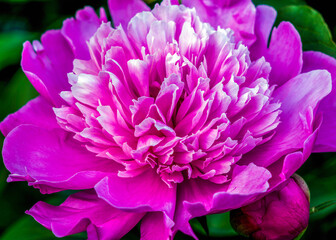 a large flower of a pink peony blooming in the garden in the rays of the spring sun