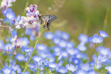 愛知県江南市　フラワーパーク江南　花畑とアゲハ蝶1
