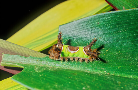 Saddleback caterpillar