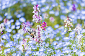 愛知県江南市　フラワーパーク江南　花畑とアゲハ蝶6