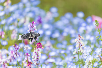 愛知県江南市　フラワーパーク江南　花畑とアゲハ蝶7