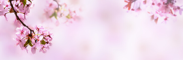 kirschblüten isoliert auf abstraktem rosa hintergrund