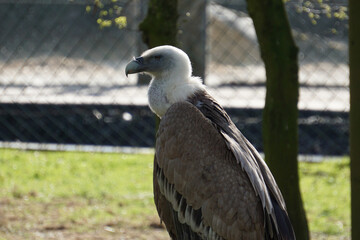 Closeup shot of a condor in the zoo