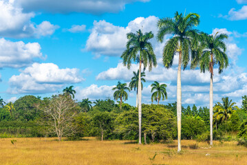 Fototapeta premium Royal Palm, national symbol of Cuba, present in the island landscapes
