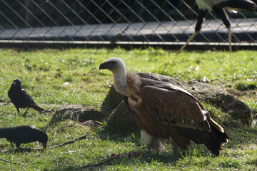 Closeup shot of a condor in the zoo