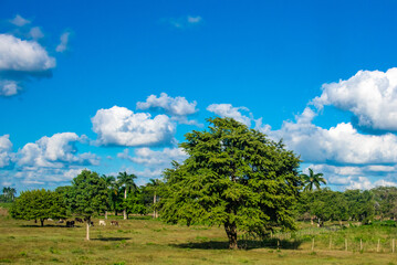 Green and blue colors in a Cuban landscape