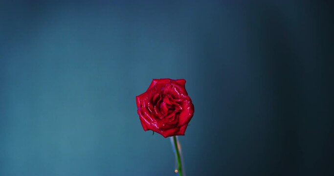 Slow Motion 60 fps Shot of a Red Rose Burning in Kuala Lumpur, Malaysia 
