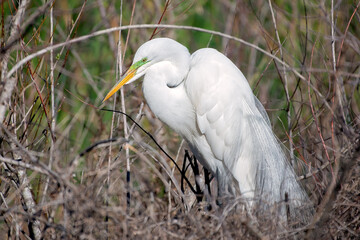 Great Egret in breeding colors sitting on nest