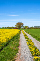 Grass shoulder road at a flowering rapeseed field