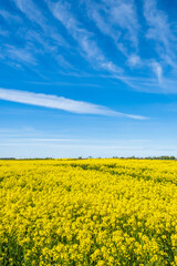 Obraz premium Blooming rapeseed field with a blue sky