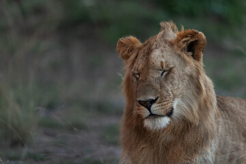 Fototapeta na wymiar Closeup of a subadult Lion at Masai Mara, Kenya