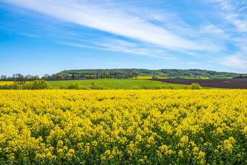 Blooming rapeseed field in the countryside with a hill