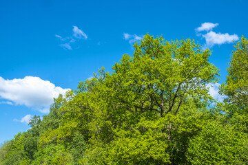 Lush tree canopy at a blue sky