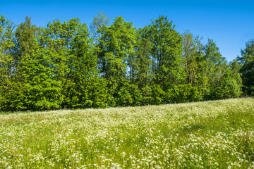 Obraz premium Meadow by a forest with blooming Cow parsley flowers