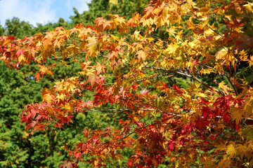日本楓の紅葉