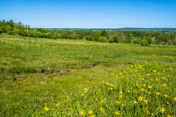 Landscape view with Blooming Viper's-grass on a meadow