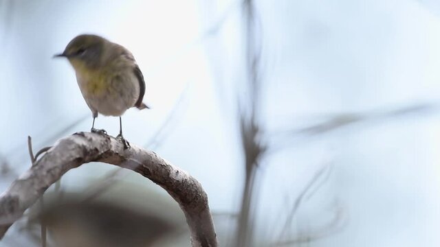 Pine warbler bird perched then flies off of branch