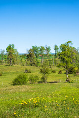 Obraz premium Globeflower blooming on a meadow in a rural landscape